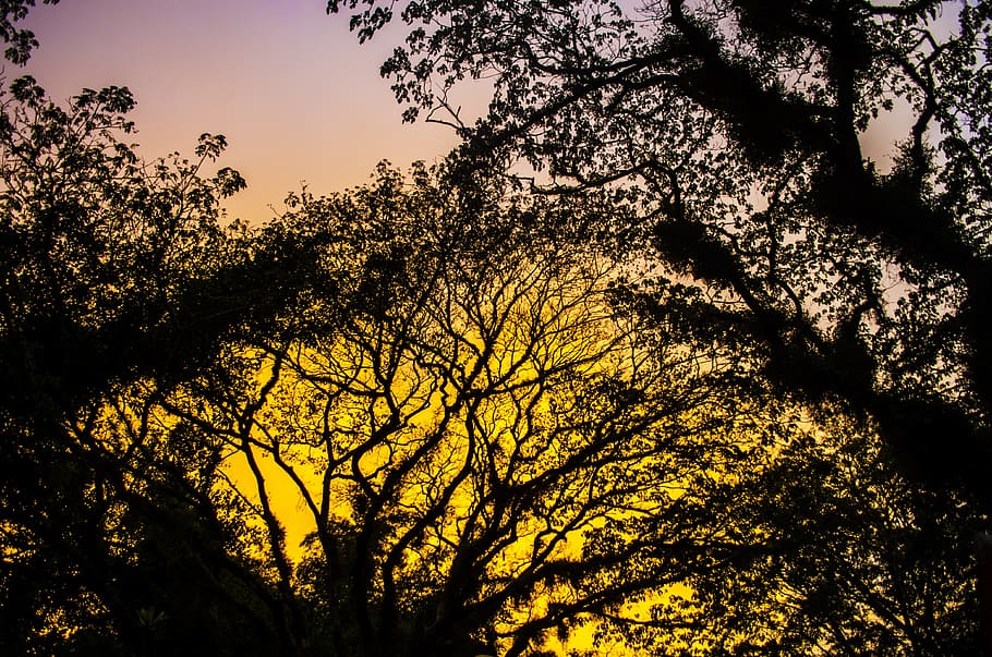 nature, tree, landscape, sun, wood, dawn, leaf, season, outdoors HD wallpaper
