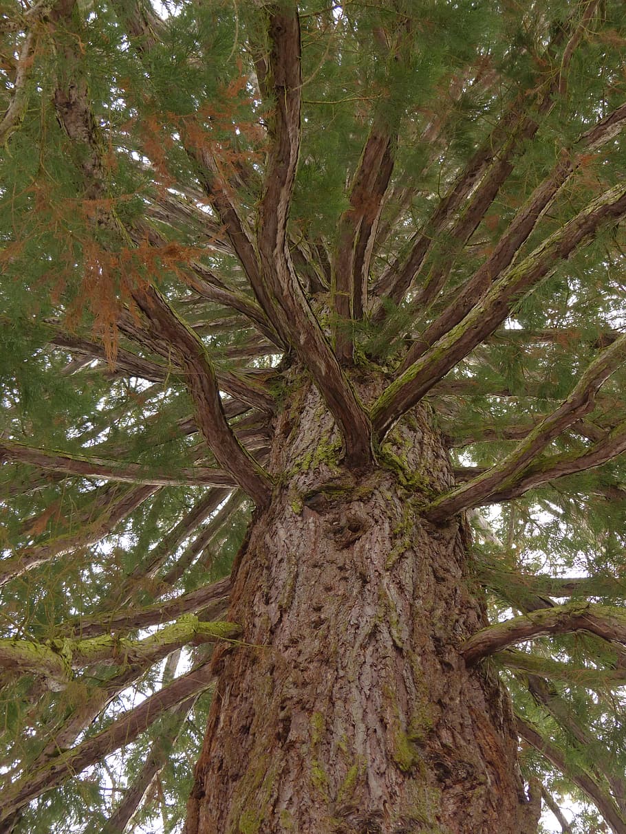 Tree, Log, Branches, Fir, Sickle, sickle fir, cryptomeria japonica HD wallpaper