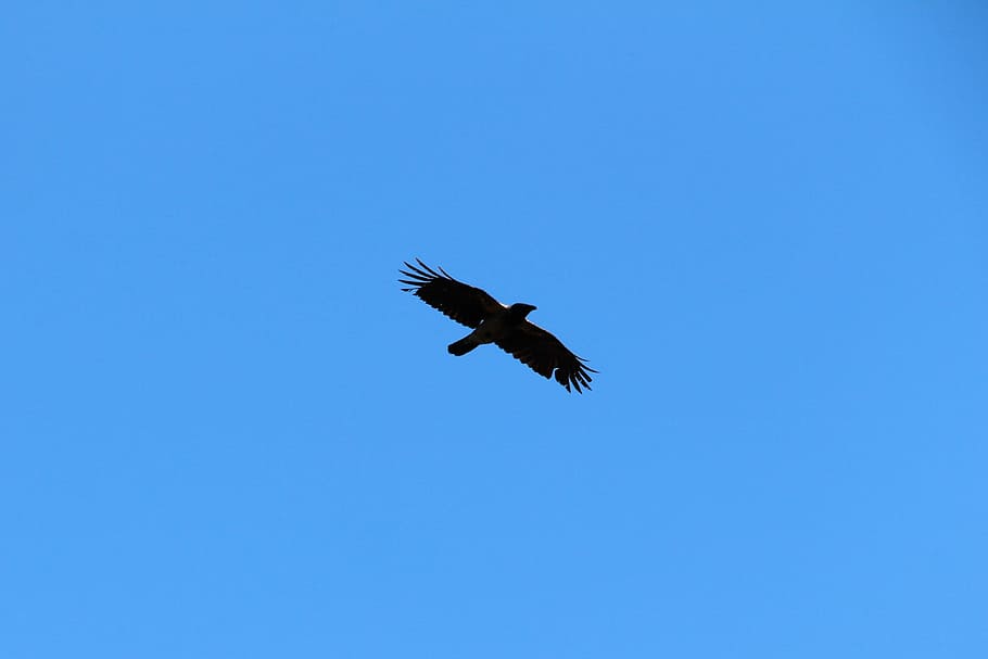 Crow, Flight, Sky, flying, one animal, spread wings, bird, animals in the wild HD wallpaper