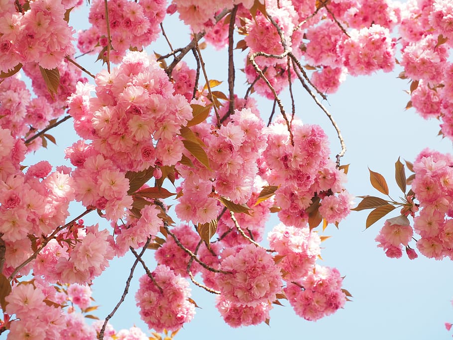 pink flowering tree, cherry blossom, japanese cherry, smell, bloom