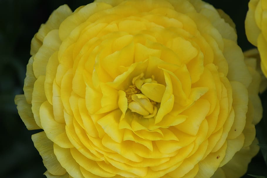 ranunculus flower, yellow ranunculus, bloom, blossom, beautiful HD wallpaper