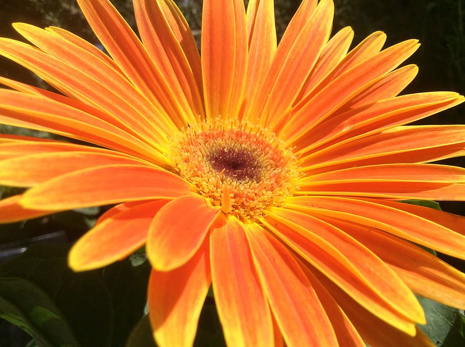 flower, open, spread, orange, yellow, sequence, outward, petals HD wallpaper