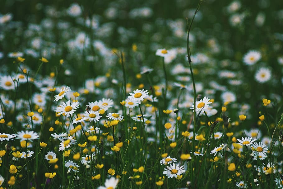white petaled flower field at daytime, selective focus photography of white flowers HD wallpaper