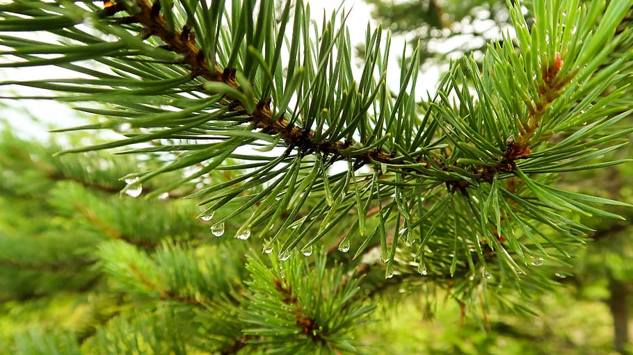 needles, forest, nature, plant, green color, tree, pine tree HD wallpaper