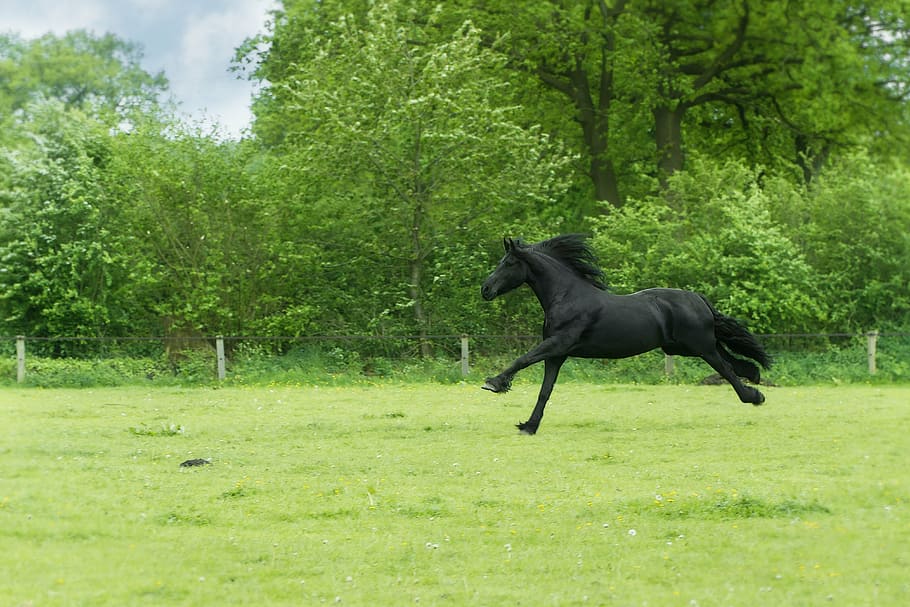 black horse on green grass, animal, black beauty, gallop, meadow, HD wallpaper