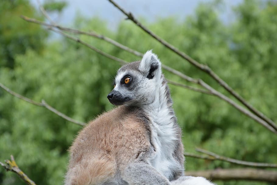 lemur, head profile, eye brown, monkey, nature, zoo, fauna HD wallpaper