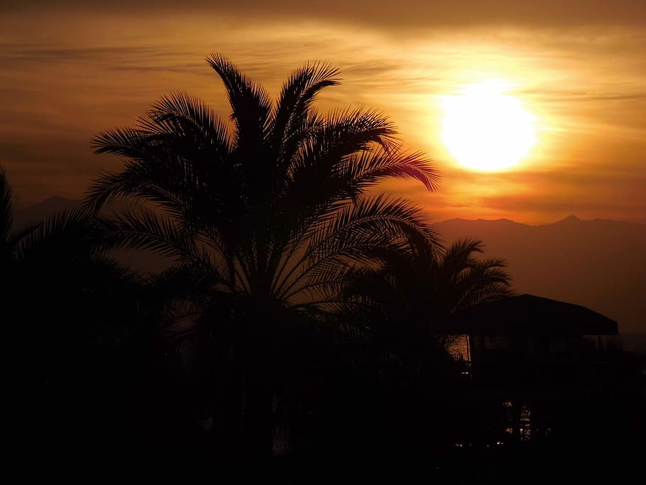 Sun, Sunset, Palm Trees, Afterglow, holiday, sky, sea, evening sky HD wallpaper