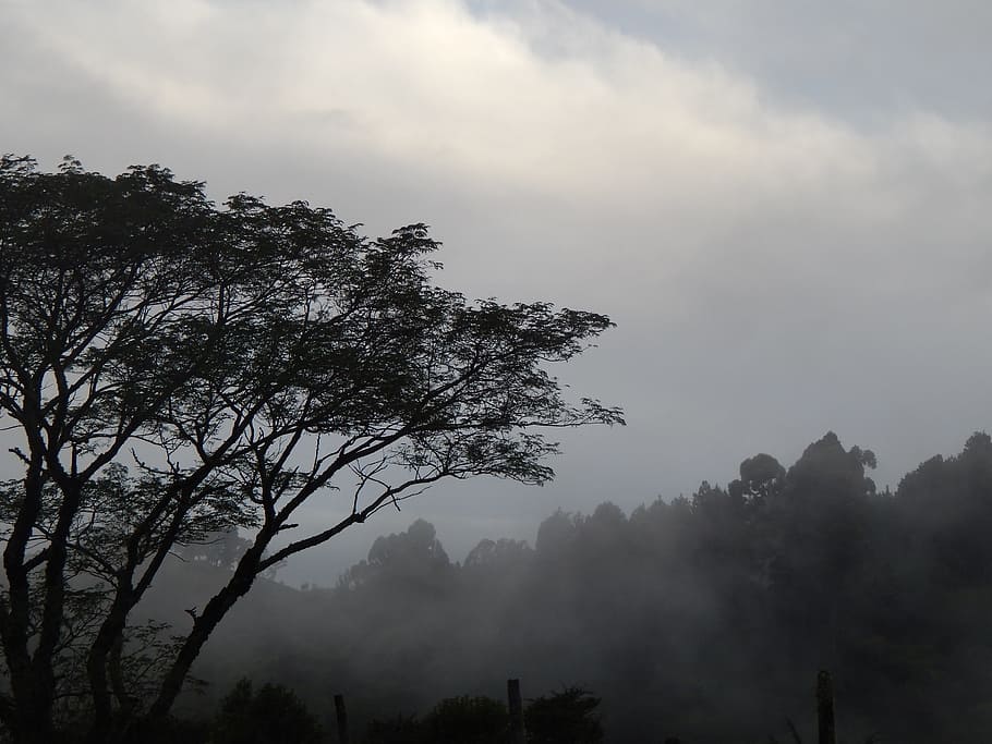 Mountain, Tree, Fog, Winter, nature, forest, landscape, outdoors HD wallpaper
