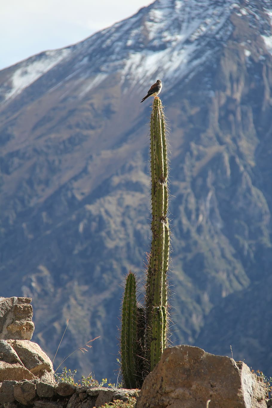 Peru, Cactus, Canyon, one animal, nature, no people, day, animal themes HD wallpaper