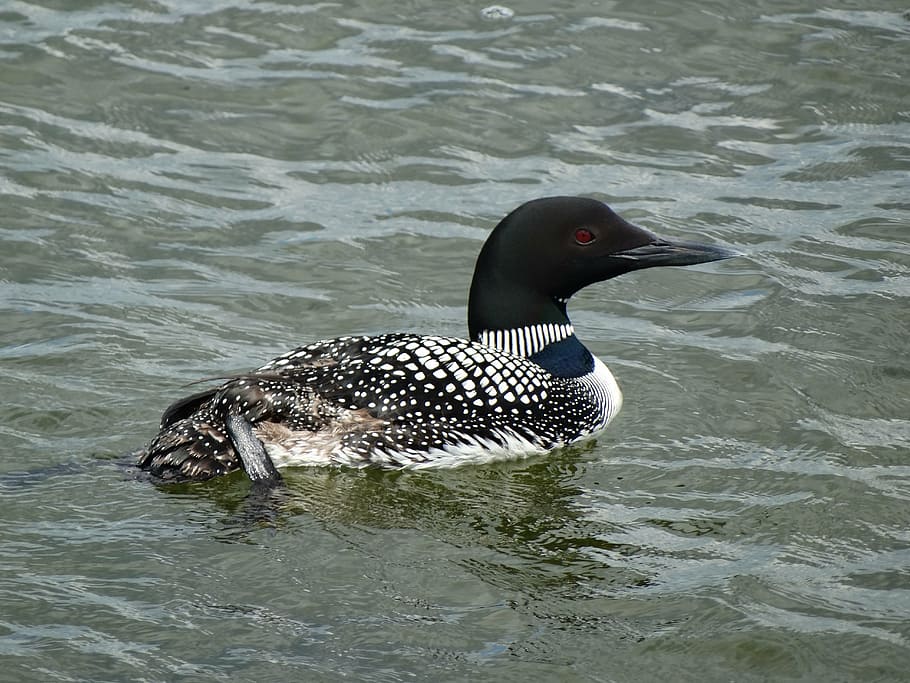 loon, swimming, bird, animal wildlife, animals in the wild HD wallpaper