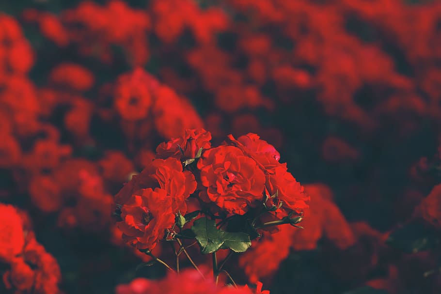 selective focus photography of red petaled flowers, selective focus photography of roses HD wallpaper