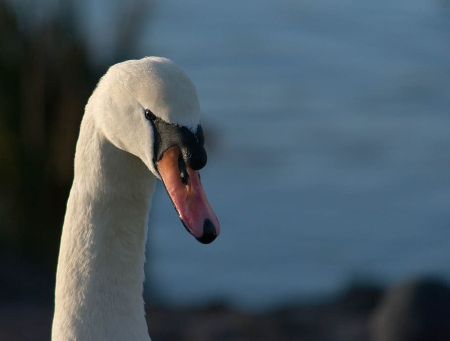 swan, nature, white, animal themes, animal wildlife, animals in the wild HD wallpaper