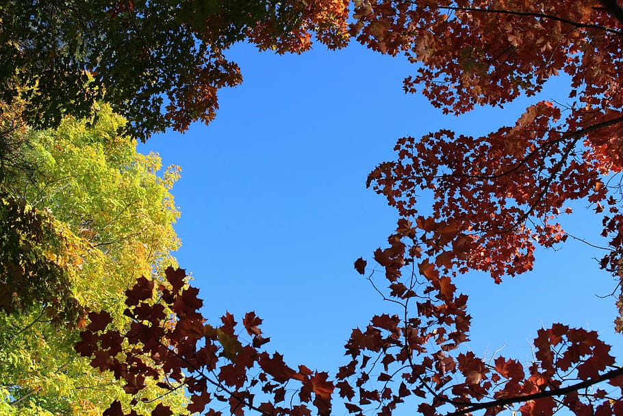 autumn, fall, leaves, blue, sky, yellow, red, nature, tree HD wallpaper