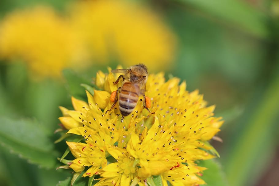 nectar, bee, flower, spring, summer, plant, bee in bloom, insect HD wallpaper