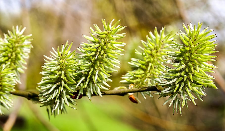 pasture, bud, tree, nature, plant, growth, green color, close-up HD wallpaper