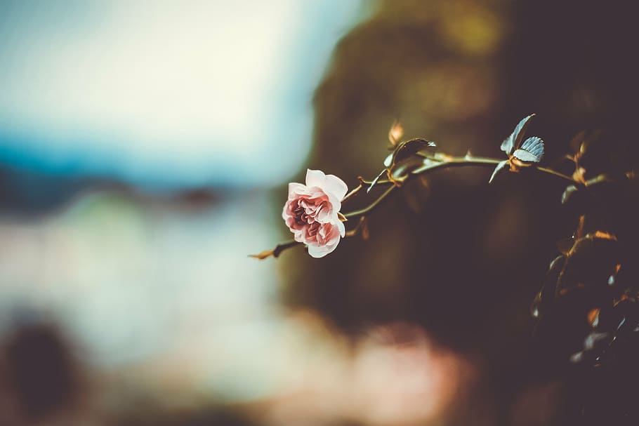 selective focus photo of pink rose flower, bloom, petal, leaf HD wallpaper