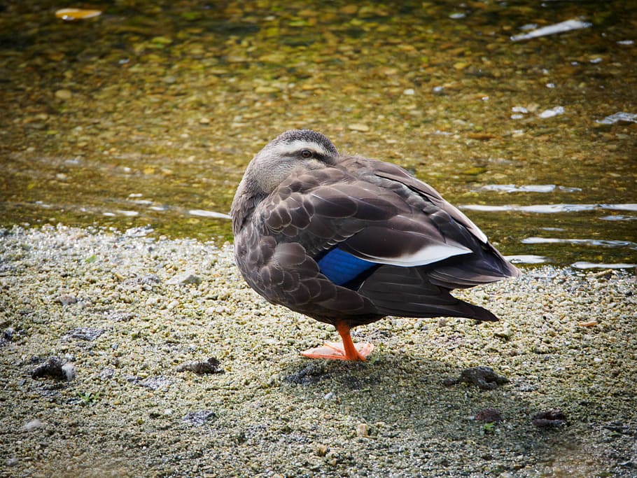 duck, birds, by the river, animal, vertebrate, animal themes HD wallpaper