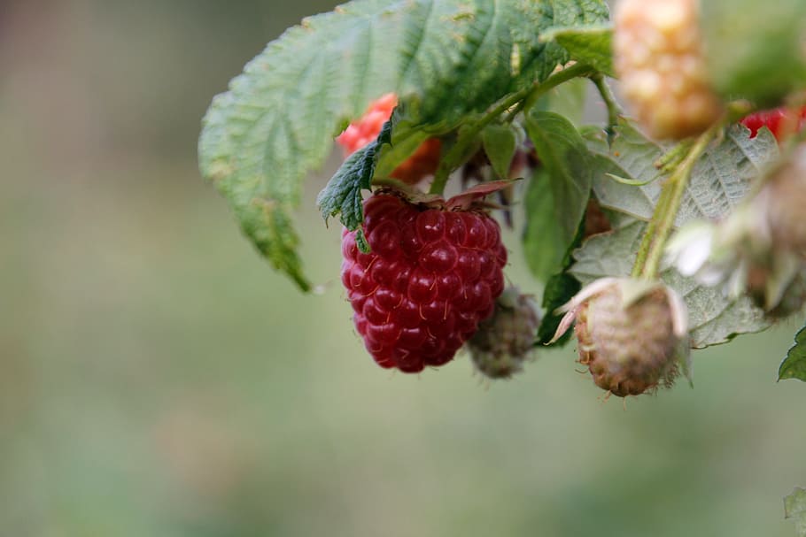 raspberry, bush, red, autumn, berries, nature, fruits, garden HD wallpaper