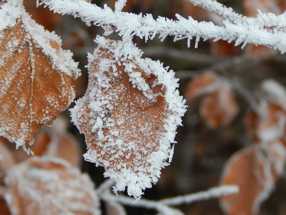 frozen, ice, winter, iced, leaf, frost, snow, cold - Temperature HD wallpaper