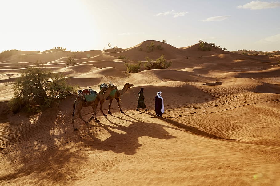 people walking with two camels walking on desert, two person standing near camels in desert