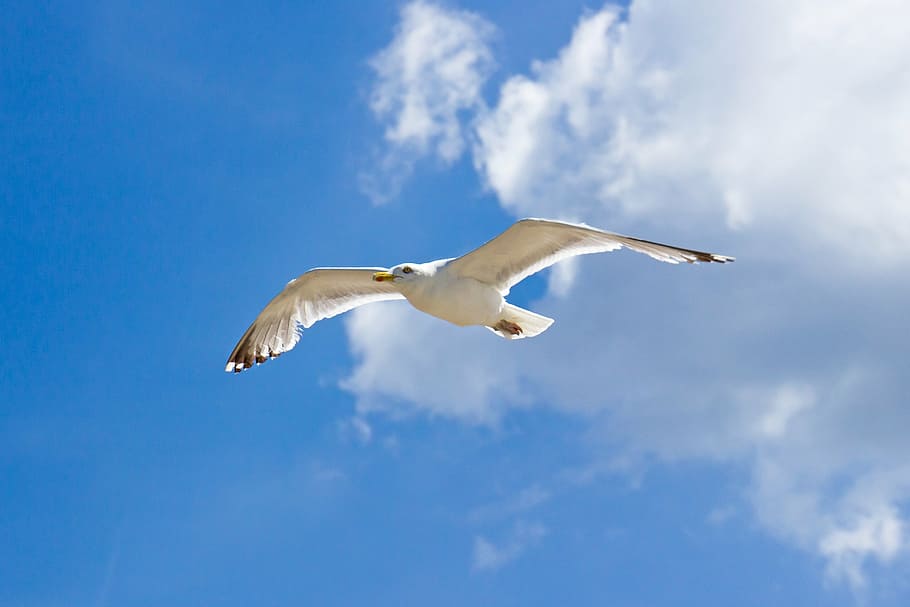 seagull, clouds, bird, flying, nature, animal, blue, sky, animal Wing HD wallpaper