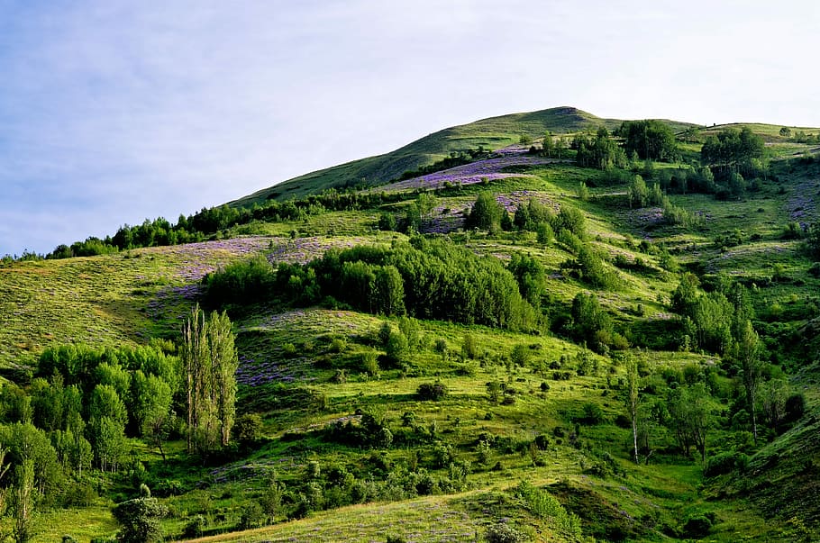 green trees on mountain under white sky, Nature, Spring, Flowers HD wallpaper