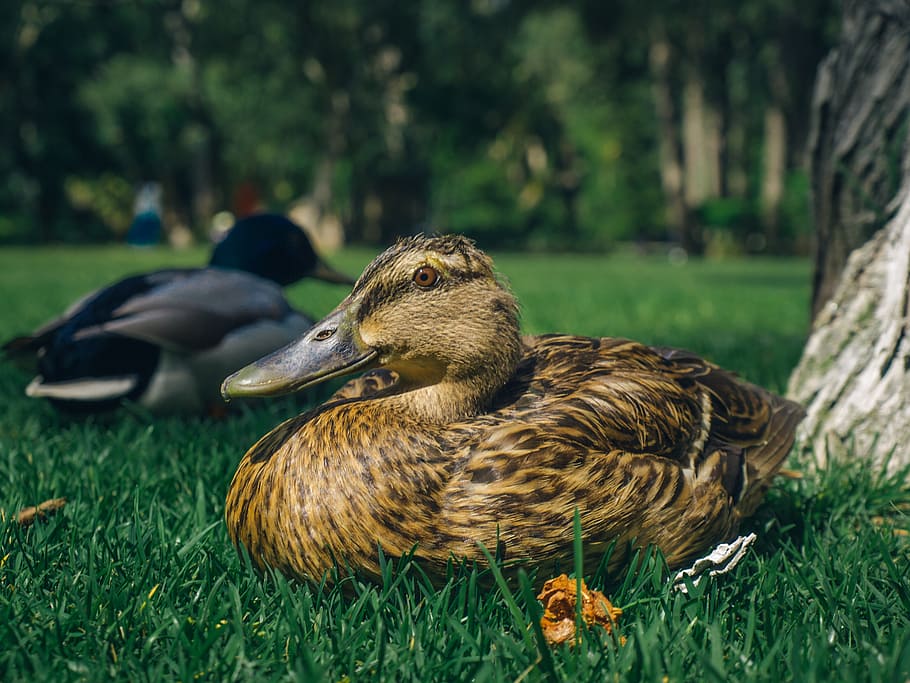 duck, grass, closeup, tranquility, vacation, bird, nature, animal HD wallpaper