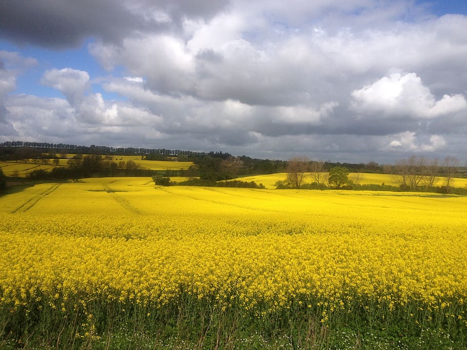 summer, mark, oilseed rape, natural, yellow field, landscape HD wallpaper