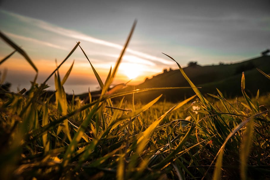 low-angle photography of grass, field, green, sunset, dusk HD wallpaper