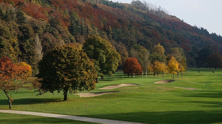 Golf, Trees, autumn, nature, golf Course, outdoors, grass, green Color HD wallpaper