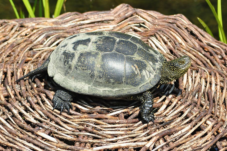 turtle, the animal, small, reptile, nature, tortoise, wildlife HD wallpaper