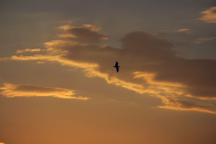 the seagull, bird, sun, clouds, sky, heaven, sunset, silhouette HD wallpaper