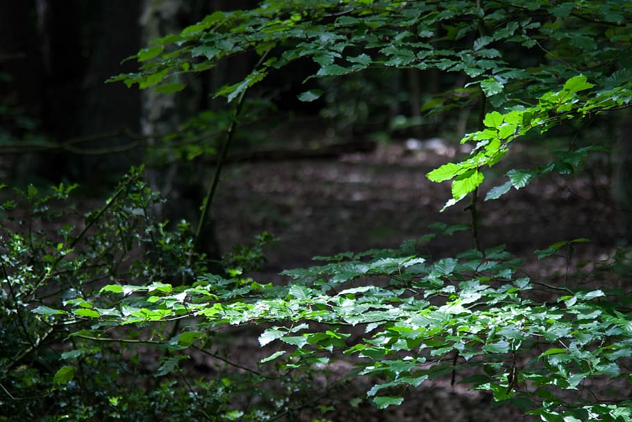 Beech Tree, Holly, Dapple, Light, dark wood, landscape, wilderness HD wallpaper