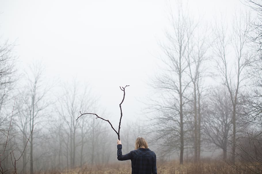 trees-branch-plant-nature-mountain-fog.j