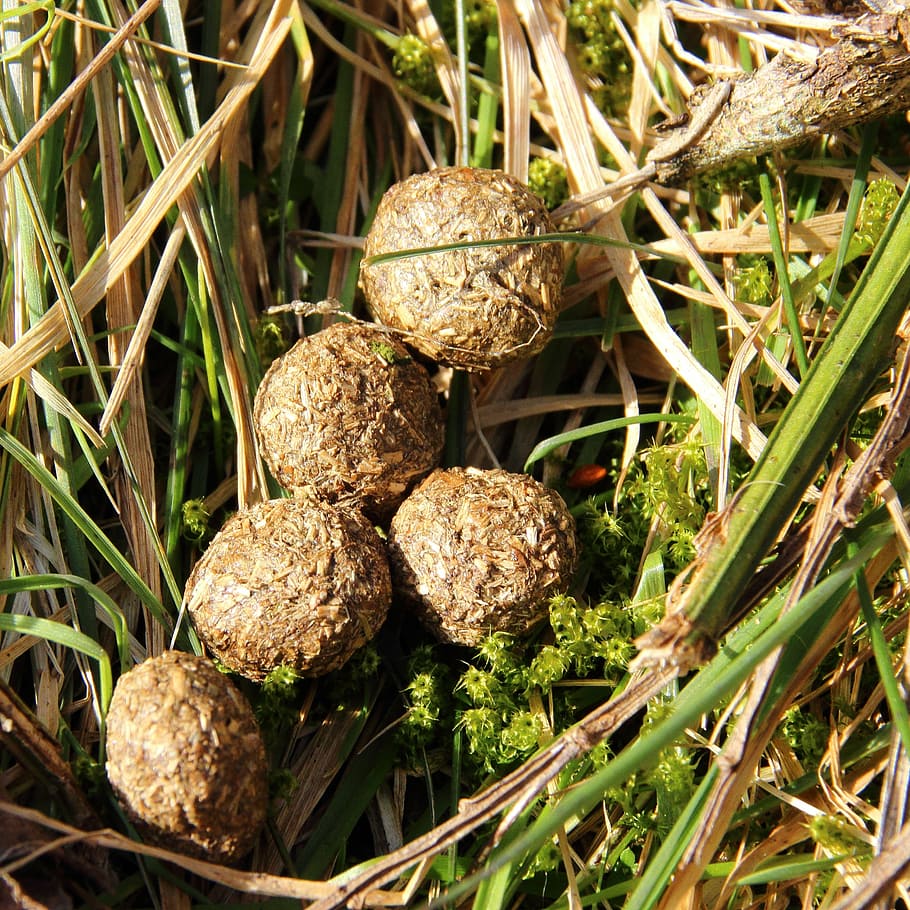 solution, animal, excrement, forest, nature, dung, close, food HD wallpaper