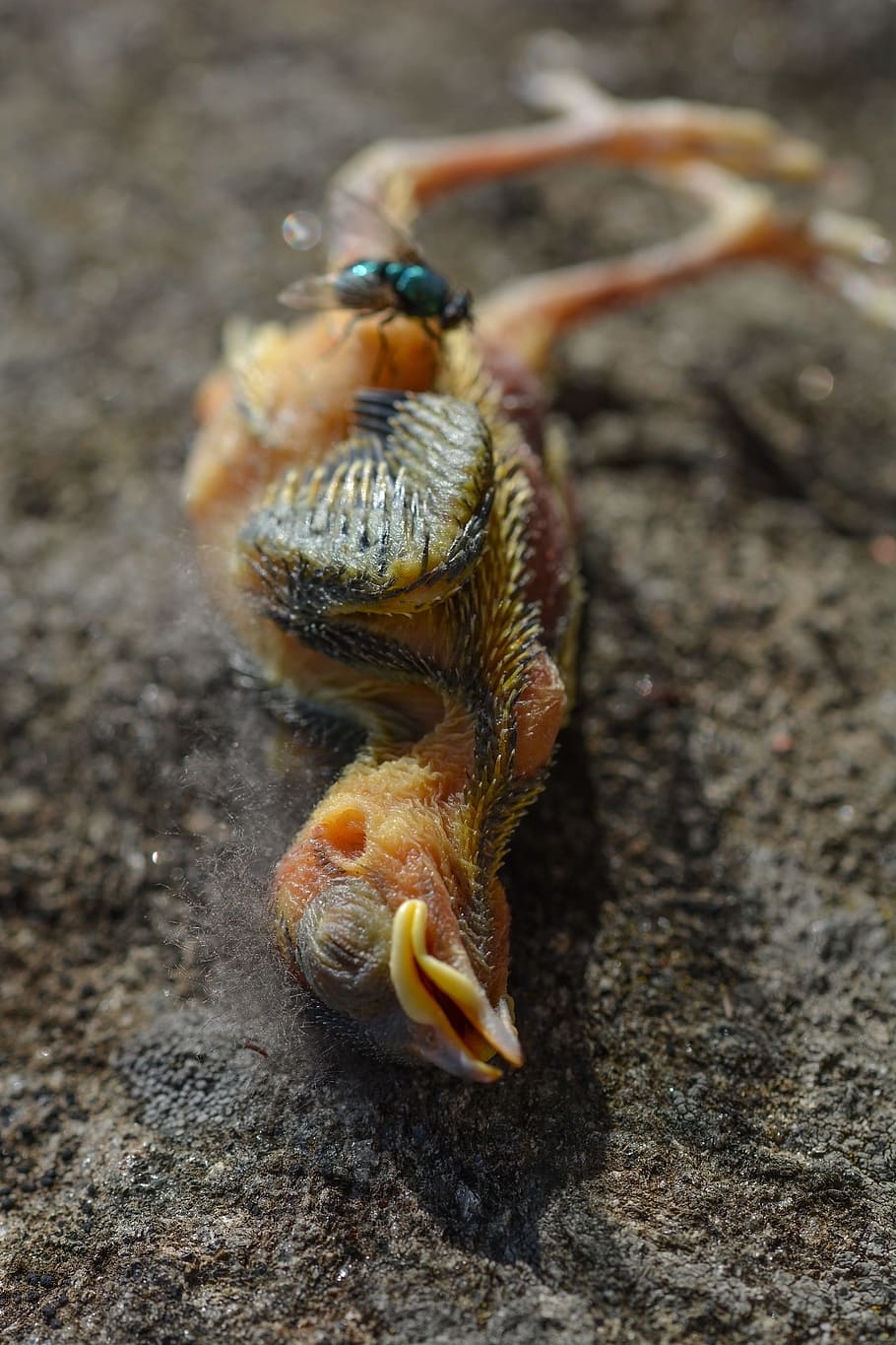 nestling, chick, bird, dead, fly, little, corpses, death, decomposition HD wallpaper