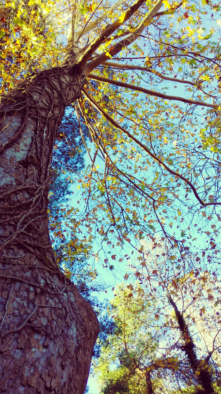 tree, big, chiu, plant, tree trunk, branch, nature, day, growth HD wallpaper