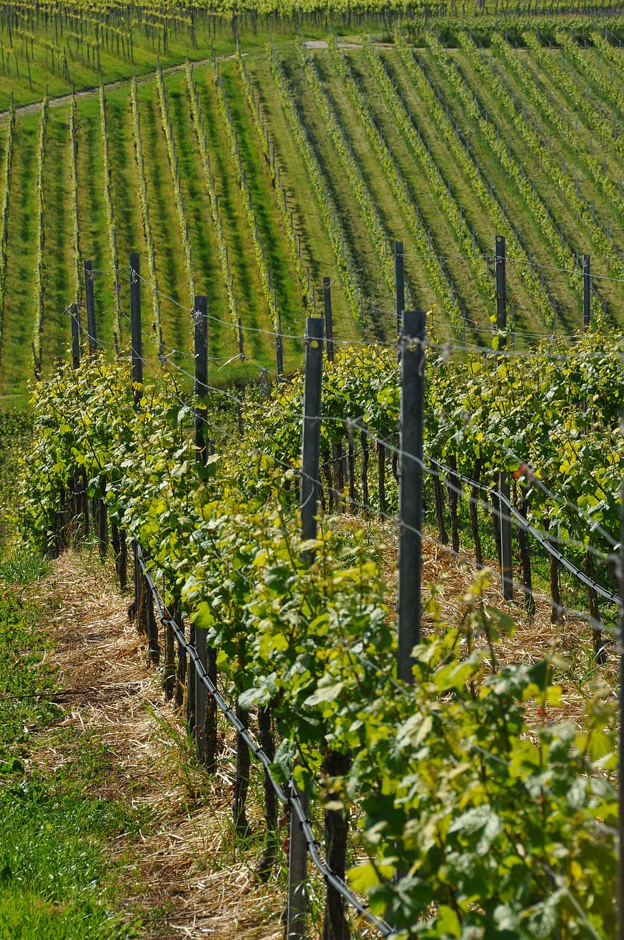 wine, vines, kaiserstuhl, leiselheim, agriculture, landscape HD wallpaper