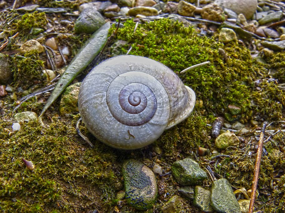snail, shell, forest, moisture, moss, spiral, animal wildlife HD wallpaper