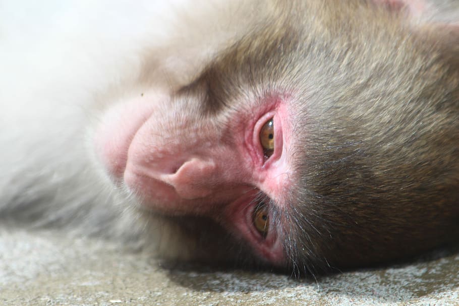 Snow Monkey, Japanese Macaques, macaca fuscata, snout, head