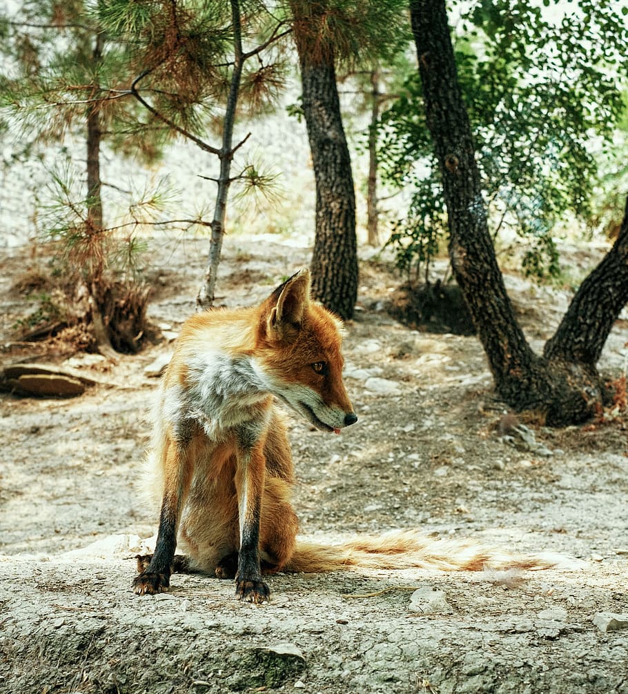 orange and gray fox, forest, view, to watch, funny, animal HD wallpaper