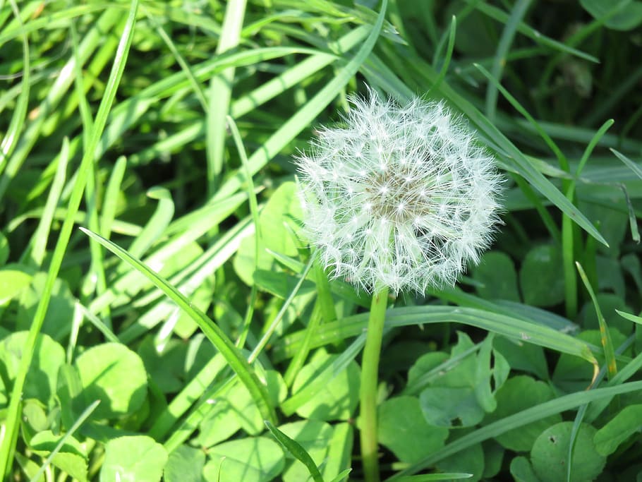 Dandelion, Green, Grass, flower, growth, nature, plant, individuality HD wallpaper