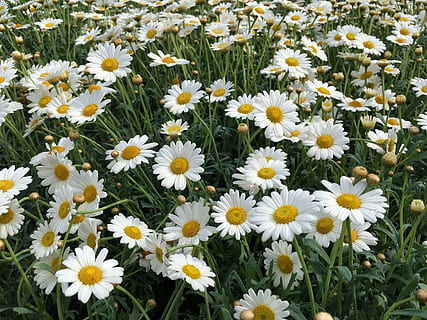 chamomile, flower, background, field, nature, summer, beautiful HD wallpaper