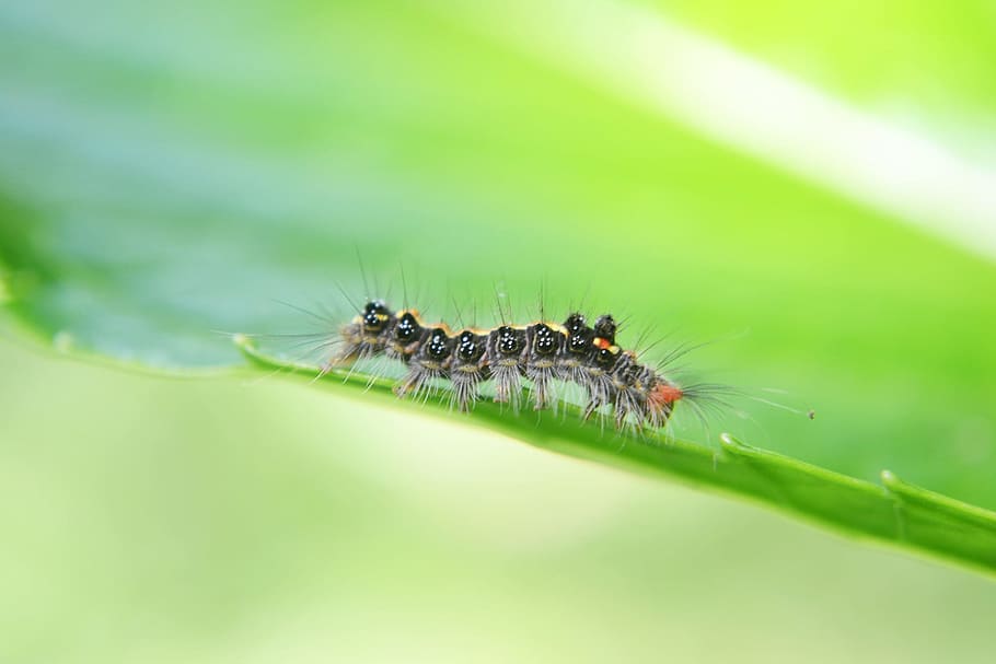 selective focus photography of black tussock moth caterpillar on green leafed plant HD wallpaper