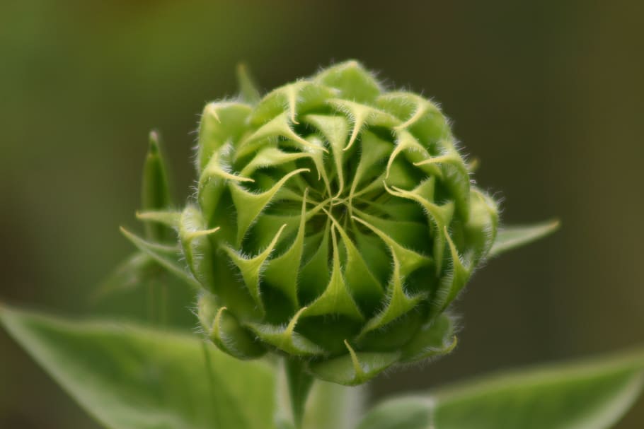wildflower, sunflower, bud, budding, floral, plant, natural HD wallpaper