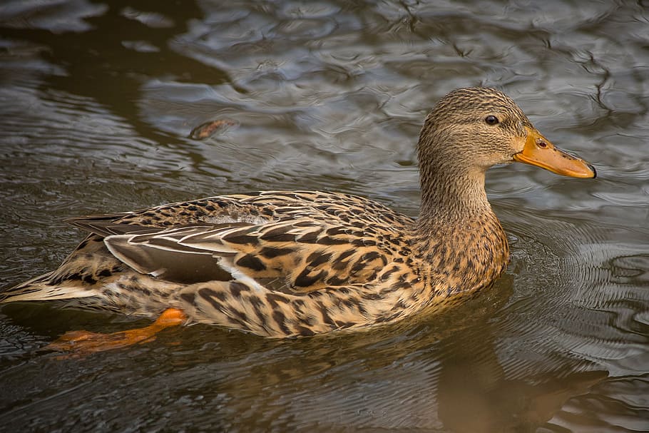 ducks, mallards, landscape, nature, animals, birds, water bird HD wallpaper