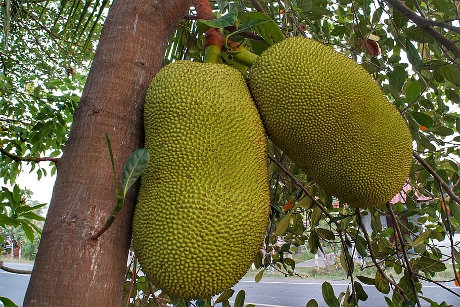 large, jackfruit, growing, tree, nature, flora, tropical, leaf HD wallpaper