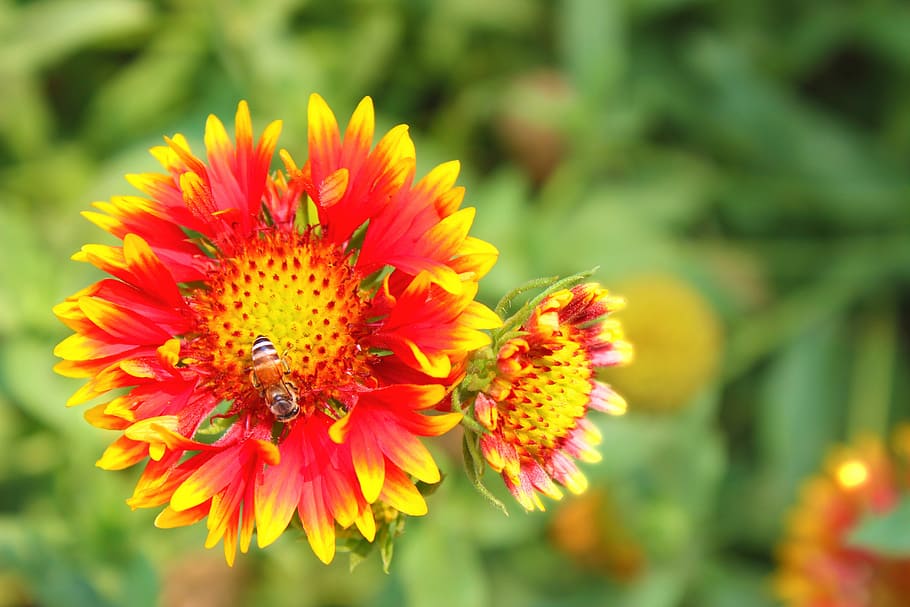 Flower, Closeup, Bee, Yellow, Color, red, green, flower background HD wallpaper