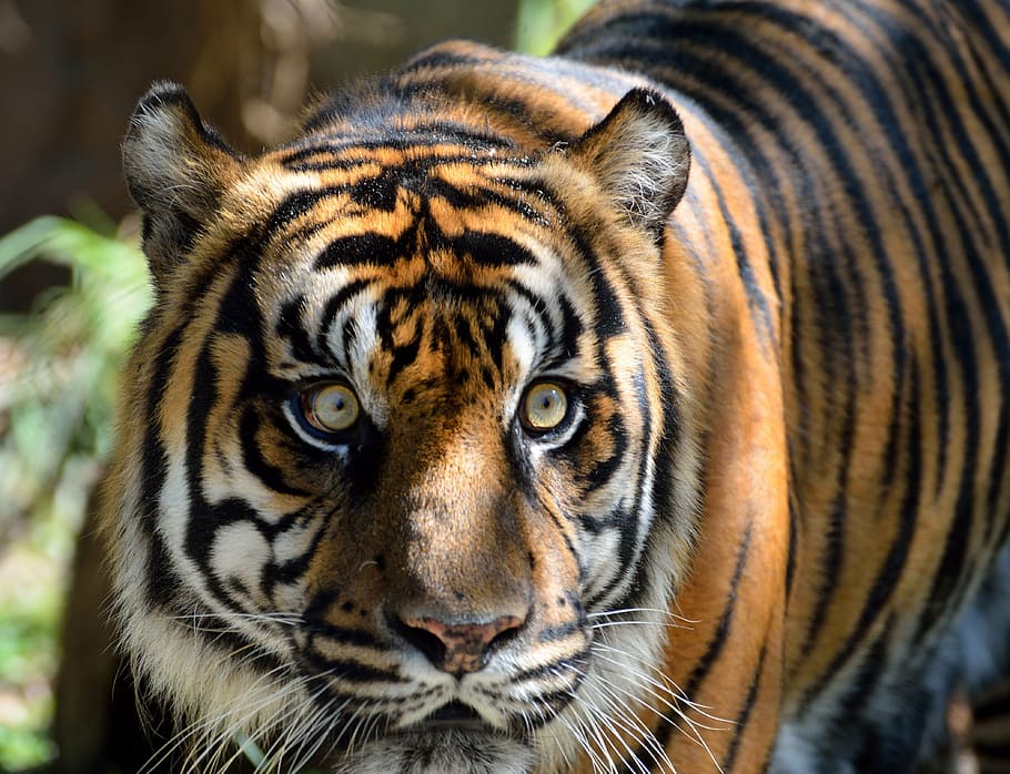 focus photography of tiger, sumatran tiger, cat, large, wildlife HD wallpaper