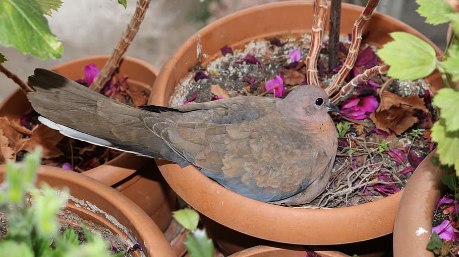 dove, bird, flower, plant, potted plant, human body part, nature HD wallpaper